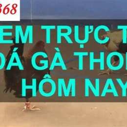 368 đá gà