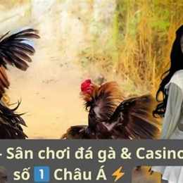 368.com đá gà