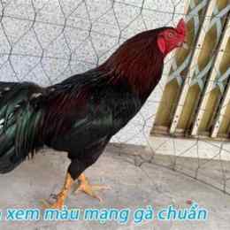 80 màu mạng gà đá hôm nay