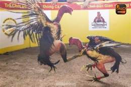 ảnh chụp màn hình alo789 đá gà thomo
