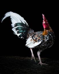 ảnh chụp màn hình ảnh gà đá