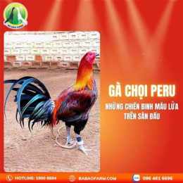ảnh chụp màn hình các loại gà đá