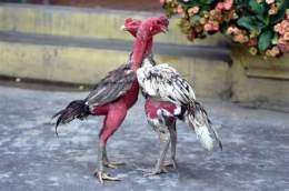 ảnh chụp màn hình cách làm da gà chọi săn chắc