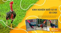 ảnh chụp màn hình cách nuôi gà đá không chạy