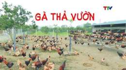 ảnh chụp màn hình cách nuôi gà đá với cỏ linh lăng