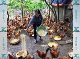 ảnh chụp màn hình cách pha trộn thức ăn cho gà đá