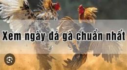ảnh chụp màn hình cách xem ngày đá gà