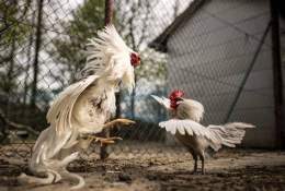 ảnh chụp màn hình cắt lông gà đá