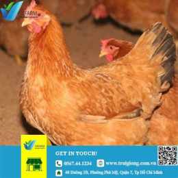 ảnh chụp màn hình chợ tốt, gà đá đồng nai