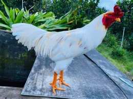 ảnh chụp màn hình chợ tốt gà đá sóc trăng