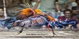 ảnh chụp màn hình chơi đá gà c2