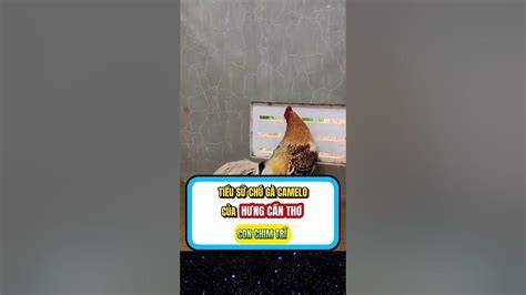ảnh chụp màn hình clip đá gà camelo hưng cần thơ
