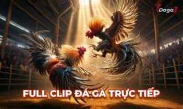 ảnh chụp màn hình clip đá gà thomo