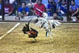 ảnh chụp màn hình coi đá gà thái lan