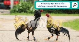 ảnh chụp màn hình coi vảy gà đá