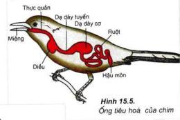 ảnh chụp màn hình dạ dày tuyến ở gà