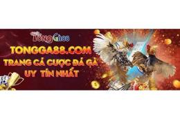 ảnh chụp màn hình đá gà 88 services