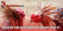ảnh chụp màn hình đá gà bảo sting bồ hoàng diệu