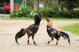 ảnh chụp màn hình đá gà chọi việt nam