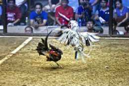 ảnh chụp màn hình đá gà con da đen
