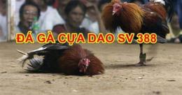 ảnh chụp màn hình da ga cua dao 88