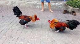 ảnh chụp màn hình đá gà cựa dao thomo
