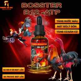b12 cho gà đá