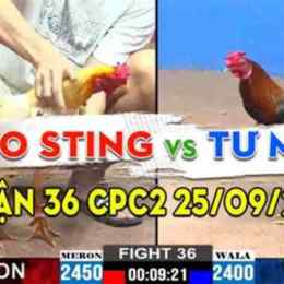 bảo sting đá gà mới nhất
