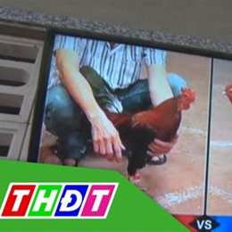 bắt đá gà ở bến tre mới nhất
