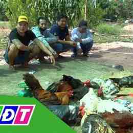 bắt đá gà ở đồng tháp