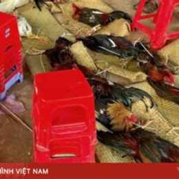 bắt đá gà tây ninh