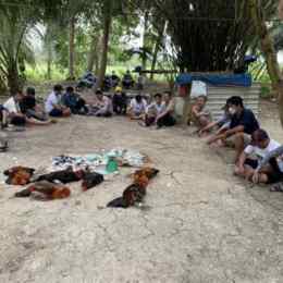 bắt đá gà vĩnh long mới nhất