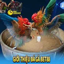 bet88 đá gà
