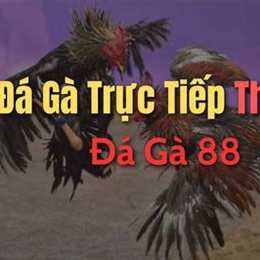 bị 88 đá gà