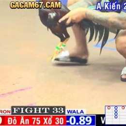 bình luận trực tiếp đá gà