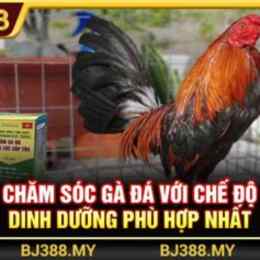 bj388 đá gà trực tiếp