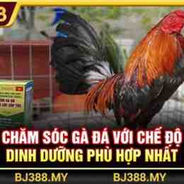 bj388 đá gà