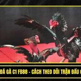 c1 đá gà