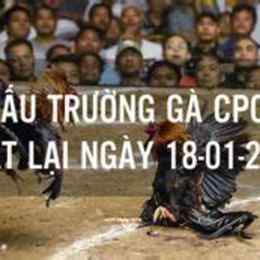 c4 đá gà
