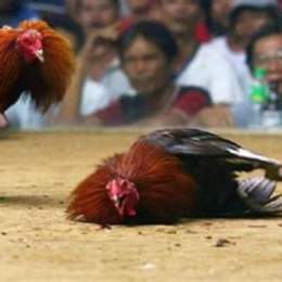 cá cược đá gà m88