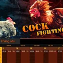 cá cược đá gà trực tiếp thomo