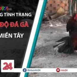 cá độ đá gà thomo