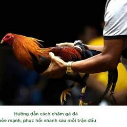 cách chăm sóc gà chọi sau khi đá về