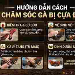 cách chăm sóc gà đá cựa sắt 7789bet.top