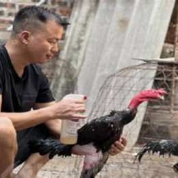 cách chăm sóc gà đá trước trận đấu