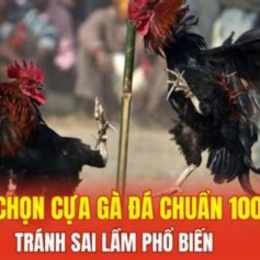 cách chọn gà đá cựa sắt