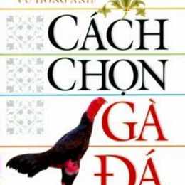 cách chọn gà đá hay