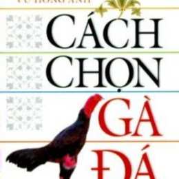 cách chọn gà đá