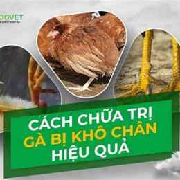 cách chữa gà bị khô da