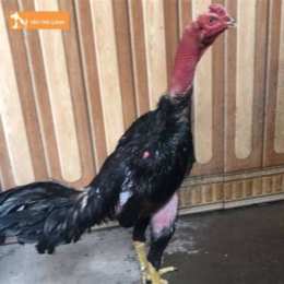cách chữa gà chọi bị khô da